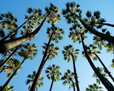 Palmbomen Malaga Spanje