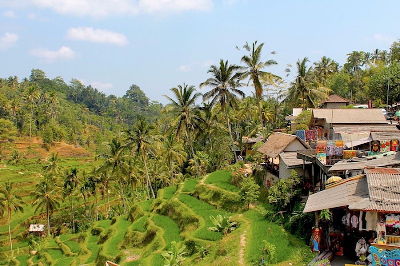 Rijstveld Bali Ubud