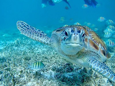 Schildpad tijdens snorkelen in Playa del Carmen (Mexico)
