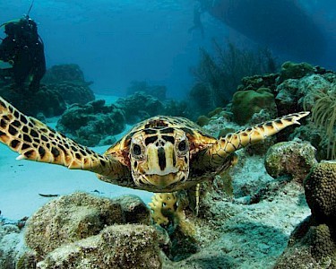 Harbour Village Beach Club schildpad duiken