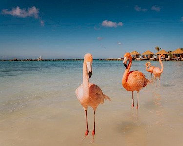 Renaissance Island Aruba flamingo's