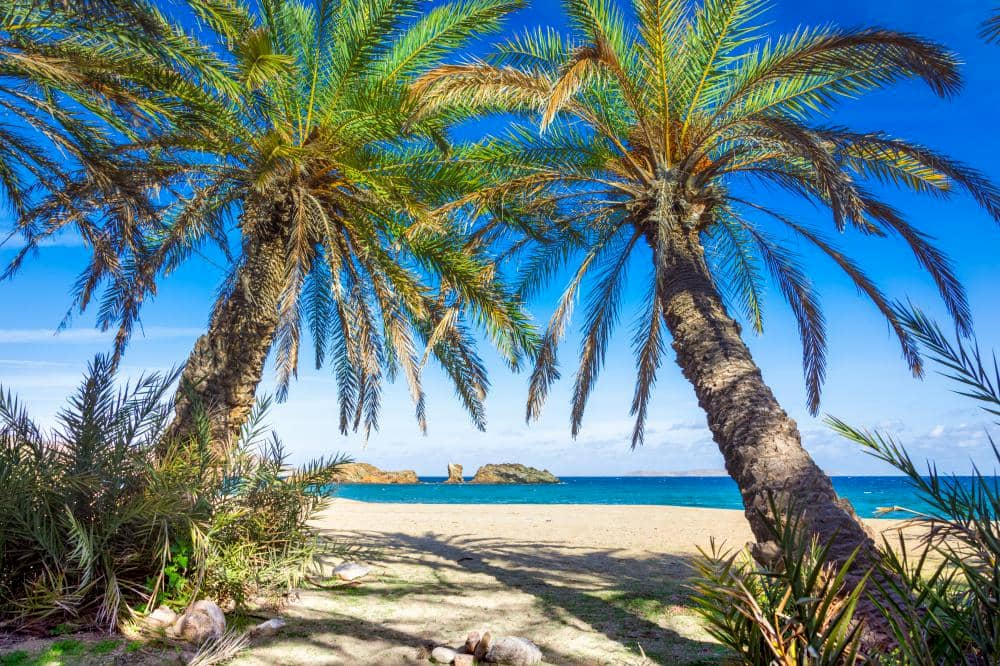 Palmbomen Vai Beach Kreta