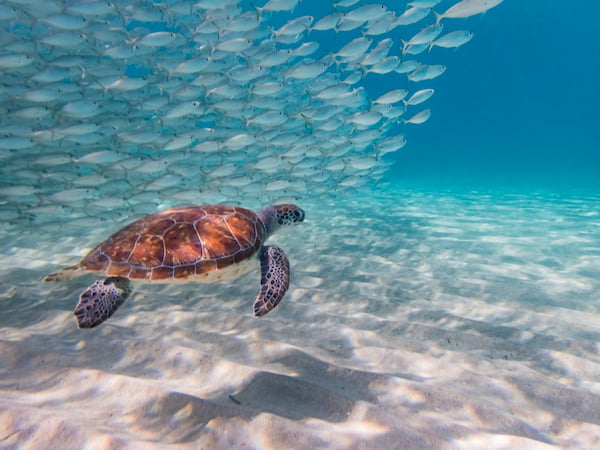 Curaçao schildpad