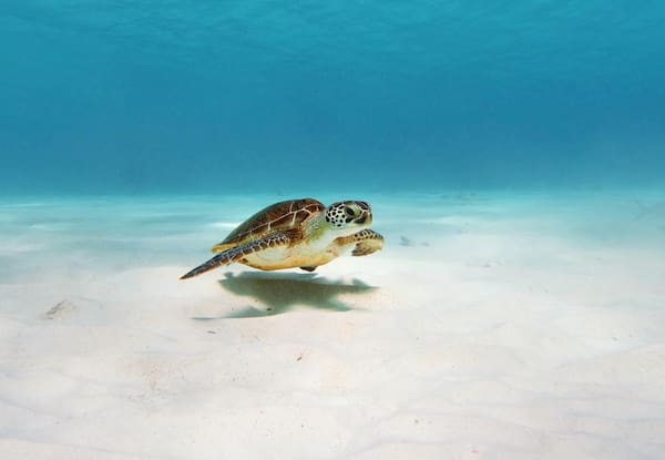 Bonaire schildpad