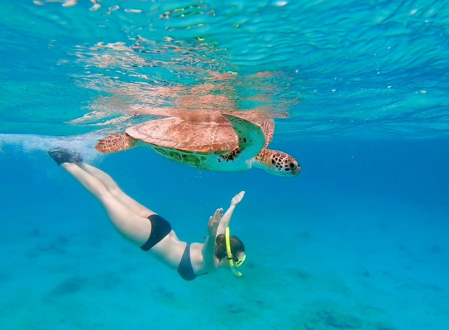 Snorkelen met schildpad bij de Zoutpier op Bonaire