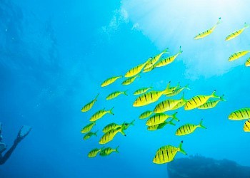 Seychellen visjes onderwater