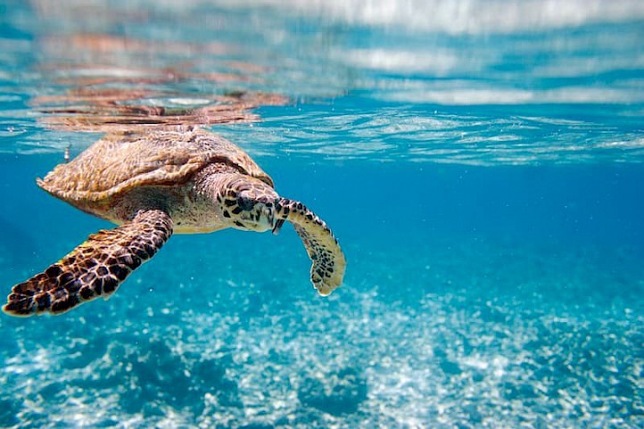 Schildpad Seychellen