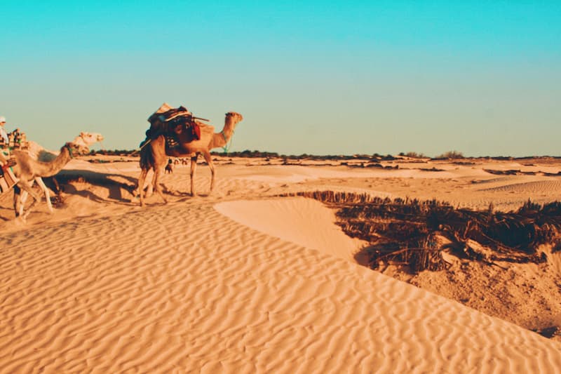 Tunesië kamelen