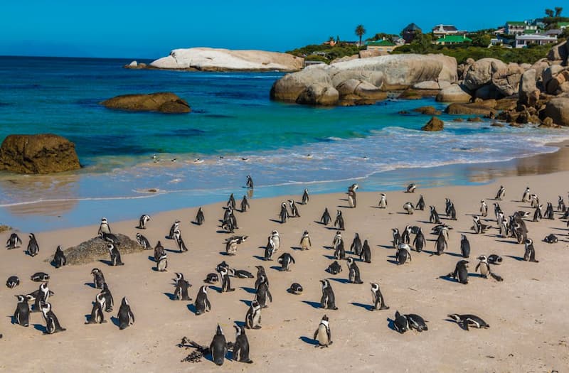 Pinguins Strand Zuid-Afrika
