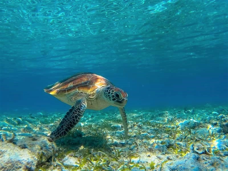 Gili-eilanden schildpad