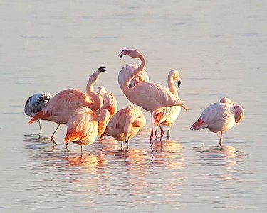 Park Zeedijk flamingos