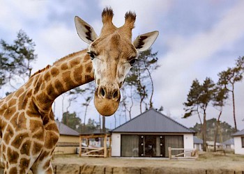 Safari Resort Beekse Bergen giraf