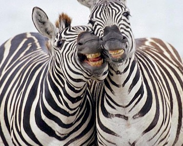 Beekse Bergen  zebra