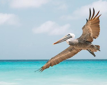 TIME TO SMILE Chogogo Dive & Beach Resort Bonaire pelikaan