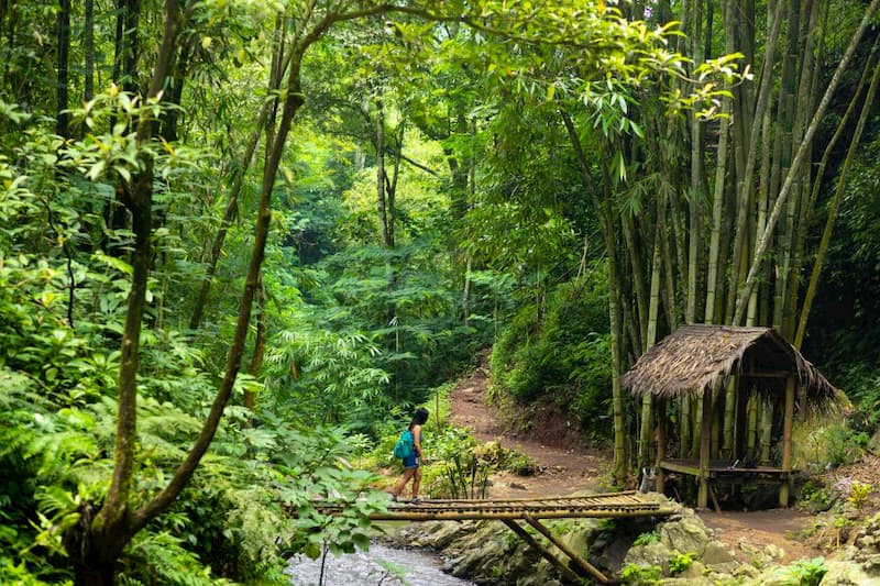 Munduk Bali jungle