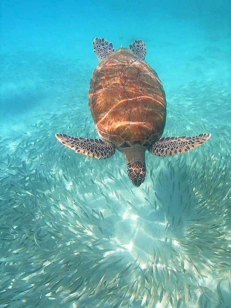 Schildpad Curaçao