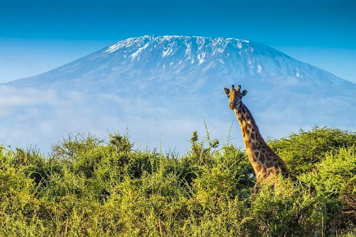 Giraf Kilimanjaro Tanzania