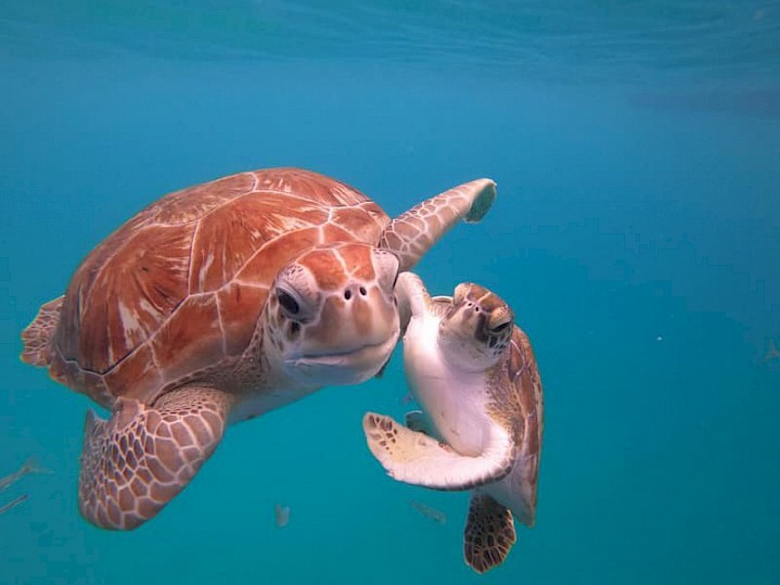 Schildpadden Barbados