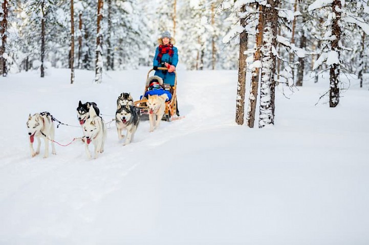 Huskyslee Finland Lapland