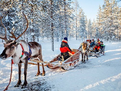 Wintervakantie Lapland rendier