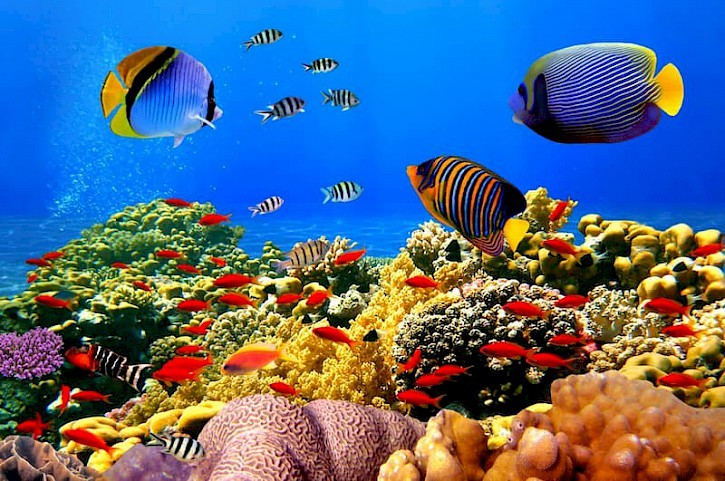 Coral vistjes duiken Egypte