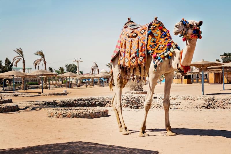 Egypte kameel strand