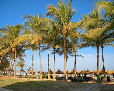 Kalimba Beach Resort palmbomen