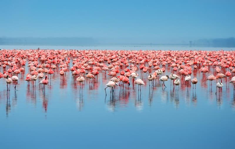 Lake Nakuru Kenia flamingo's