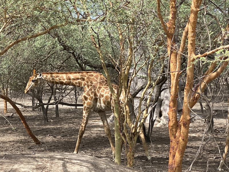 Bandia Reservaat giraf