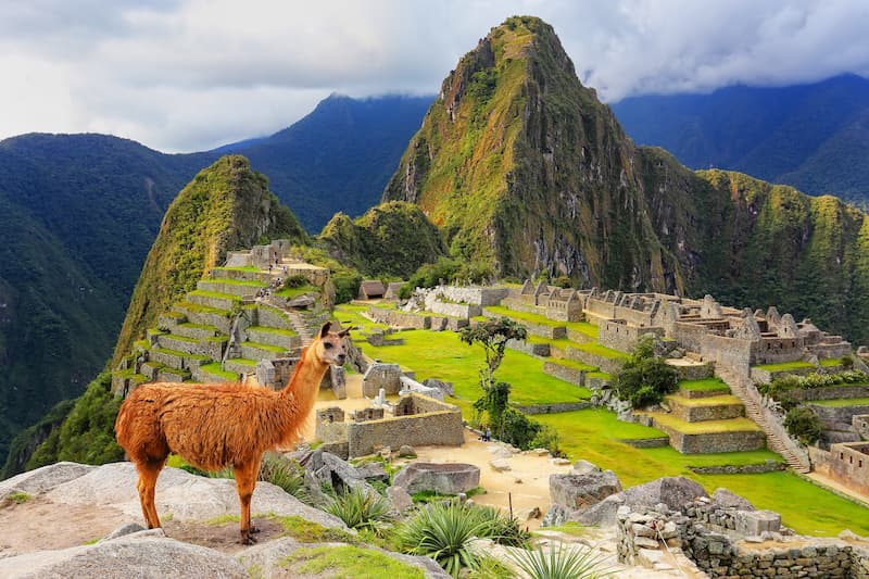 Machu Picchu Peru lama
