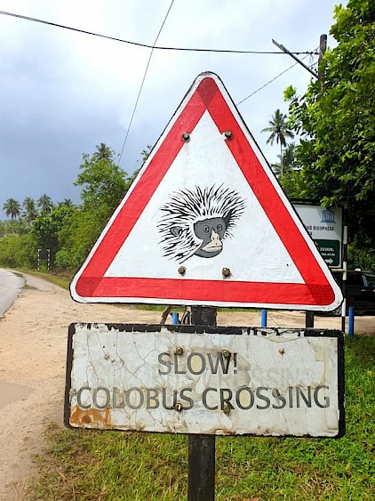 Colobus Monkey crossing Zanzibar