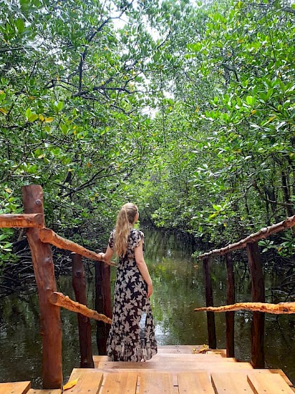 Mangrove bij Jozani National Park
