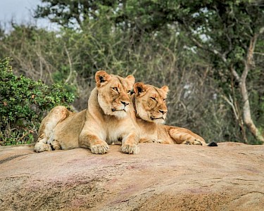 Krugel National Park leeuwen