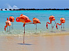 2 weken goedkoop naar Aruba