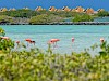 Pekelmeer flamingo's Bonaire