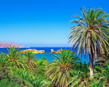 Vai Kreta palmboom met uitzicht op zee