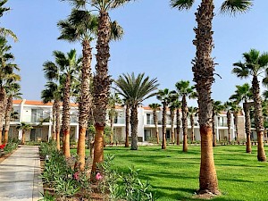 ROBINSON Cabo Verde palmbomen