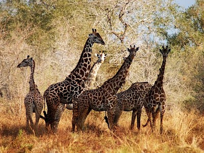 Selous Game Reserve giraffen