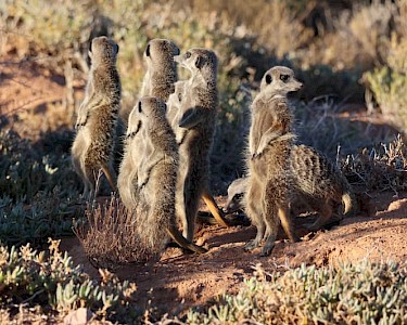 Stokstaartjes in Oudtshoorn