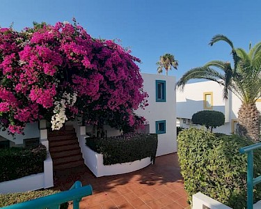 Mastichari Bay Kos tuin met bloemen en palmboom