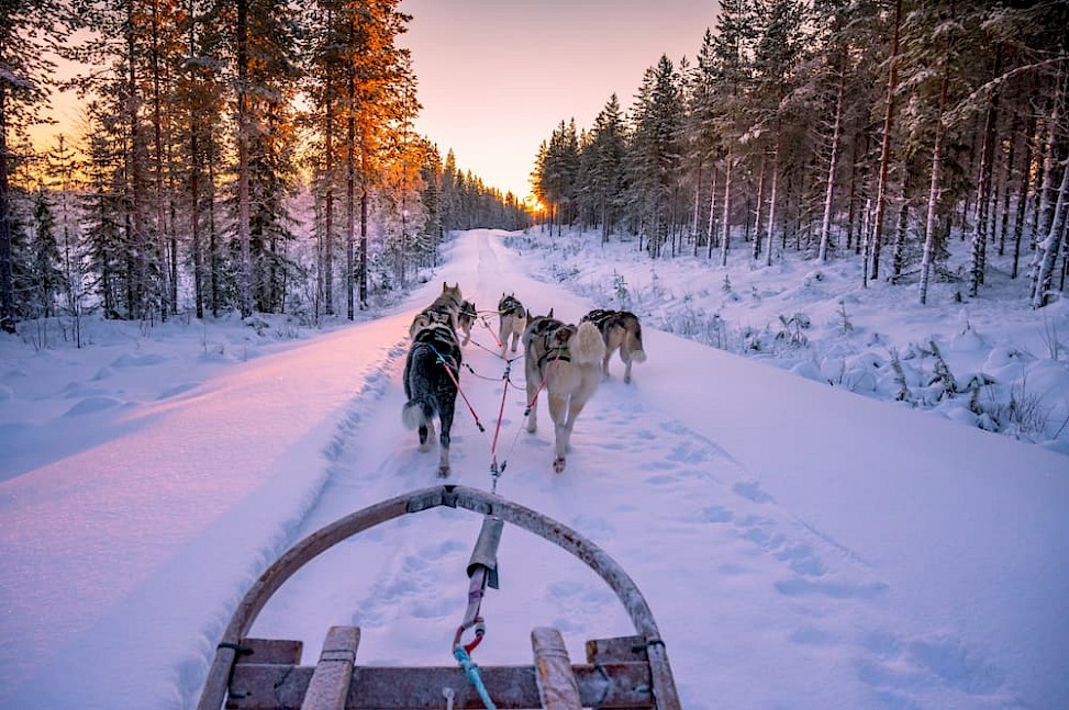 Huskyslee met mooi licht in Lapland
