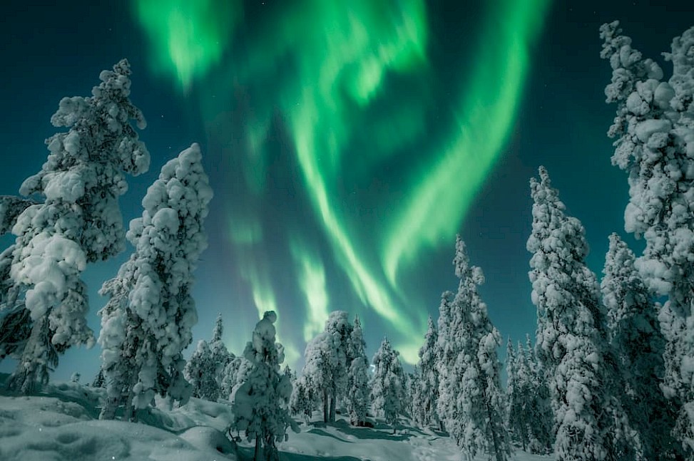 Noorderlicht en besneeuwde bomen in Rovaniemi Lapland in Finland