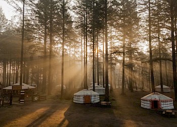 Winterwoods zon door de bomen
