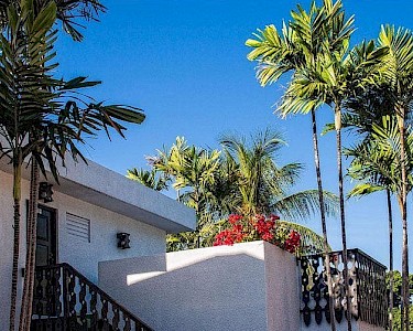 Plum Tree Club on Rockley Golf Course palmbomen