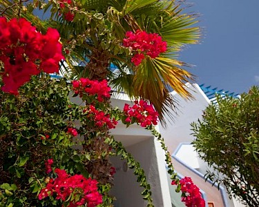 Cinco Plazas Lanzarote bloemen