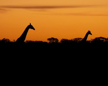 Giraffen Namibië zonsondergang silhouette