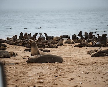 Zeehonden in Namibië