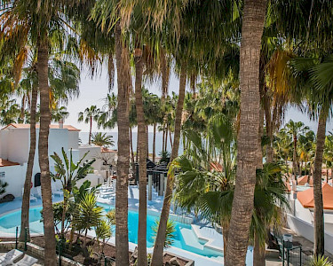 Bahia Calma Beach Fuerteventura palmbomen