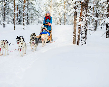 Huskyslee in Lapland Finland