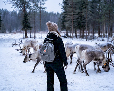 Rendieren in de sneeuw in Lapland (Finland)